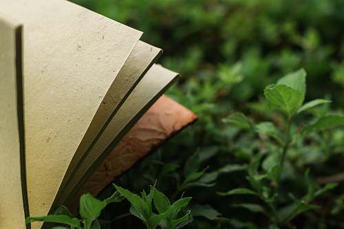 united states  leaf